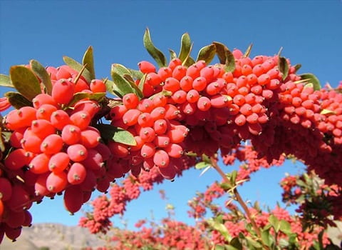 تصویر 4 از قیمت زرشک کوهی لرستان با کیفیت ارزان + خرید عمده